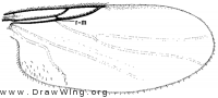 Rhegmoclemina bimaculala, wing