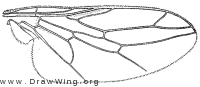 Scenopinus pecki, wing