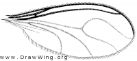 Zygoneura, wing