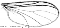 Schwenkfeldina imitans, wing
