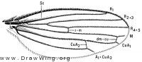 Trichobius major, wing