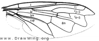 Microdon cothurnatus, wing