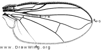 Ceranthia flavipes, wing