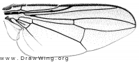 Freraea montana, wing