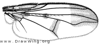 Chiricahuia, wing