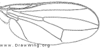 Tanypeza longimana, wing
