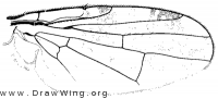 Acinia picturata, wing