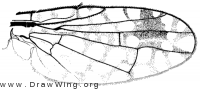 Euarestoides acutangulus, wing
