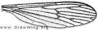 Polynera rogersiana, wing
