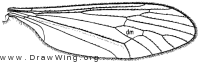Trichocera garretti, wing