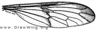 Vermileo tibialis, wing