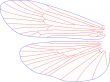 Allomyia bifosa, wings