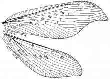 Berotha insolita, wings