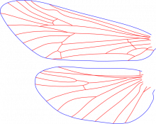 Brachycentrus numerosus, male, wings