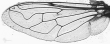 Eristalinus sepulchralis, wing