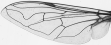 Eristalis similis, wing