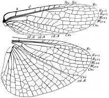 Eusthenia spectabilis, wings