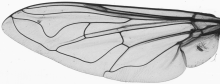 Helophilus trivittatus, wing