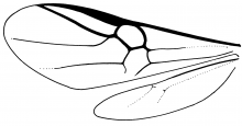 Paxylommatinae, wings