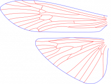 Macronema zebratum, wings