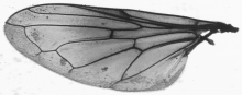 Melanogaster nuda, wing