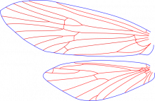 Micrasema rusticum, female, wings