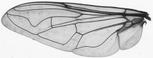 Myathropa florea, wing