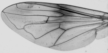 Myolepta dubia, wing