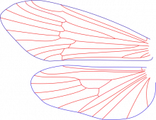Neophylax concinnus, male, wings