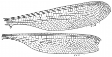 Neuroptynx appendiculatus, wings