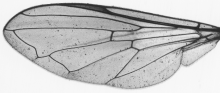 Pipiza noctiluca, wing