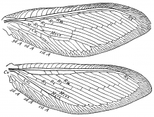 Polystoechotes punctatus, wings
