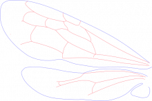 Fedtschenkiinae, wings