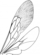 Scoliinae, wings