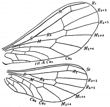 Semidalis aleyrodiformis, wings