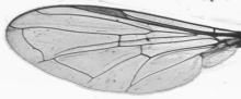 Sphaerophoria rueppeli, wing
