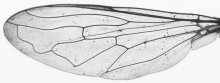Syritta pipiens, wing