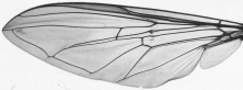 Xanthandrus comtus, wing