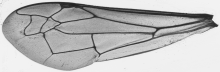 Ancistrocerus, forewing