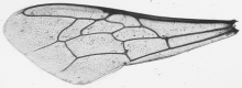 Apis florea, forewing