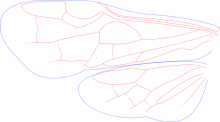 Blasticotomidae, wings