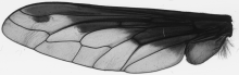 Bombylius major, wing