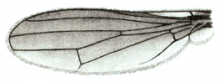 Eurychoromyia mallea, wing