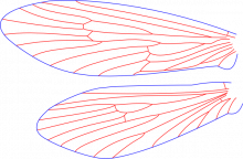 Lepidostoma togatum, female, wings