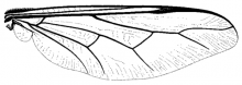 Acrocera convexa, wing