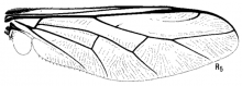 Acrocera bimaculata, wing