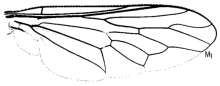 Itolia maculata, wing