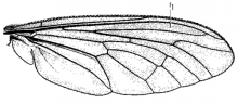 Orthogonis stygia, wing