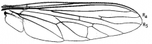 Efferia aestuans, wing