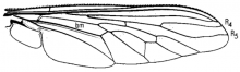 Proctacanthus milbertii, wing
